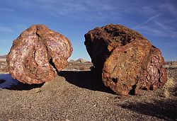 PetrifiedTrees - Petrified tree
[ Click to go to the page where that image comes from ]