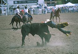 RodeoBull2 - Bull riding, Cheyenne Rodeo, Wyoming