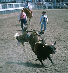 RodeoBull3 - Bull riding, Cheyenne Rodeo, Wyoming