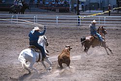 RodeoLasso - Calf catching, rodeo in Cheyenne, Wyoming
[ Click to go to the page where that image comes from ]