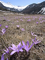 20060417_Crocus1 - Mountain flower, Oisans.