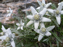 20060704_0012810_Edelweiss - Alpine Edelweiss flower.