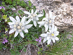 20060720-162249_Edelweiss - Alpine Edelweiss flower.