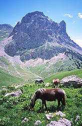 AiguilletteLauzet_Horses - Horses below the Aiguillette du Lauzet, Cerces.