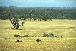 Emus - Emus running in an australian field.
[ Click to download the free wallpaper version of this image ]