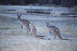 KangaroosEvening - Kangaroos at night.
[ Click to download the free wallpaper version of this image ]