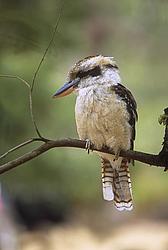 KookaburaBranch1 - Kookabooras on tree branch, OZ.