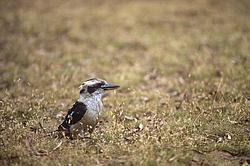 KookaburaGround - Kookabura on the ground, OZ.