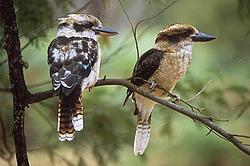 Kookaburas - Kookaburas on the ground, OZ.
[ Click to download the free wallpaper version of this image ]