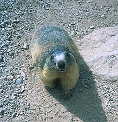 Marmotte - A frendly marmot on the trail to the Glacier Blanc, Oisans.
[ Click to go to the page where that image comes from ]