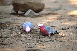 ParrotsEatingOnGround - Galah cockatoo (also called Rose-Breasted cockatoo) eating wattle seeds on the ground, OZ.
[ Click to go to the page where that image comes from ]