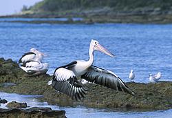 PelicanTakeOff_ - Pelican taking off, OZ.