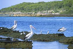 Pelicans - Pelican birds on their fishing ground, OZ.
[ Click to download the free wallpaper version of this image ]