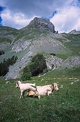 RocheRobert_Cows - Cows at Roche Robert, Cerces.
[ Click to go to the page where that image comes from ]