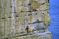 ThunderbirdWall_Bogged - Climbing on Thunderbird wall, Point Perpendicular, Oz.
[ Click to download the free wallpaper version of this image ]