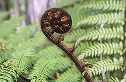 YoungFern - Fern shoot unrolling, NZ.
[ Click to download the free wallpaper version of this image ]