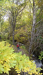 20061014-AutumnColorsVPano_ - Autumn is definitely the color of the day.
[ Click to go to the page where that image comes from ]
