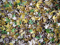 20061022-DeadLeaves1 - Mix of dead leaves and live plants.