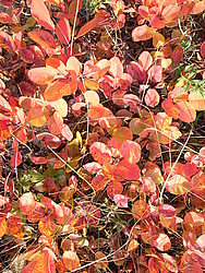 20061027-175039-ColoredLeaves - Autumn-colored leaves.