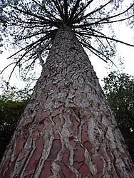 20061110-175345-TreeBark - Red bark on pine tree.