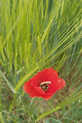 20070504_140642_RedPoppy - Red poppy flower.