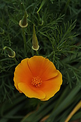 20070504_150822_OrangeFlower - Deep orange on dark green, this escholzia (or californian poppy) is an evil test of the camera color limits.
[ Click to go to the page where that image comes from ]