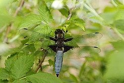 20070504_171203_Dragonfly - Dragonfly on a raspberry tree.
[ Click to go to the page where that image comes from ]