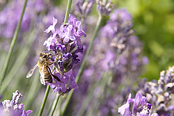 20070624_114546_LavenderButterfly - Bee preparing lavender honey.
[ Click to download the free wallpaper version of this image ]