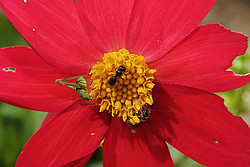 20070624_114830_BugsSharingRedFlower - Three bugs sharing a dahlia flower.
[ Click to go to the page where that image comes from ]