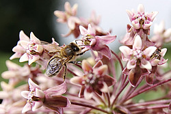 20070624_121223_BeesOnPink - Bee at work on pink flowers.
[ Click to download the free wallpaper version of this image ]