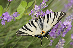 20070624_144242_LavenderButterfly - Butterfly on lavender.
[ Click to download the free wallpaper version of this image ]