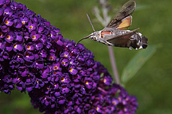 20070624_145143_ButterflyTree - The same hawk-moth hovering above its favorite lunch, the aptly called butterfly-tree.
[ Click to download the free wallpaper version of this image ]