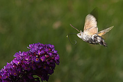 20070624_145208_ButterflyTree - Hawk-moth (Macroglossum stellatarum) hovering about a 'butterfly tree'.
[ Click to download the free wallpaper version of this image ]