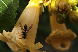 20070624_160502_WaspsYellowFlower - A yellowjacket wasp gathering sap off the surface of a trumpet vine (Campsis radicans) flower.
[ Click to go to the page where that image comes from ]