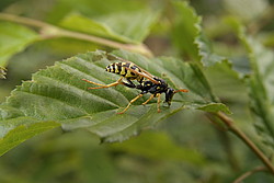 20070624_173428_DrunkWasp - Wasp drunk of excess sap.
[ Click to go to the page where that image comes from ]