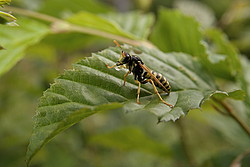 20070624_173523_DrunkWasp - A wasp so drunk on fermented flower sap that it can't swallow down its last drop and has a hell of a time taking off.
[ Click to download the free wallpaper version of this image ]