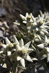 20070714_184536_Edelweiss - Edelweiss flowers.