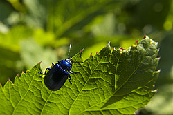 20070714_190912_BlueBeetle - Blue beetle on green leaf.
[ Click to download the free wallpaper version of this image ]
