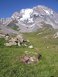 20070715-174147_GrandeCasseDeadSheep - Dried carcass of a mountain sheep in the Vanoise.