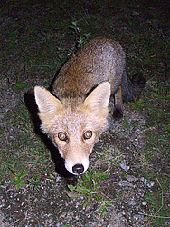20070907-212347_Fox - Fox at night.
[ Click to go to the page where that image comes from ]