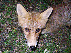 20070907-215116_Fox - Friendly fox at night.