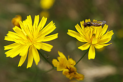 20071012_152539_YellowFlower - Fly on dandelion flower.