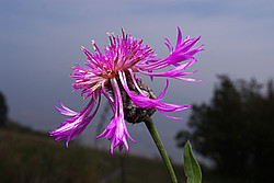 20071012_160622_PurpleFlower - Purple flower.
[ Click to download the free wallpaper version of this image ]