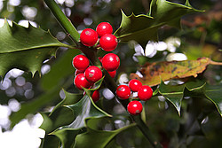 20071012_161056_Houx - Holly (Ilex aquifolium).