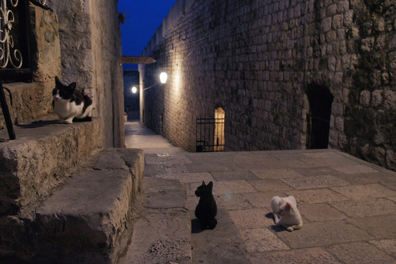 [20070821_200715_Dubrovnikats.jpg]
Some of the many cats of Dubrovnik.