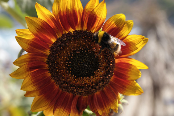 [20070826_140512_Sunflower.jpg]
Sunflower with bumblebee.