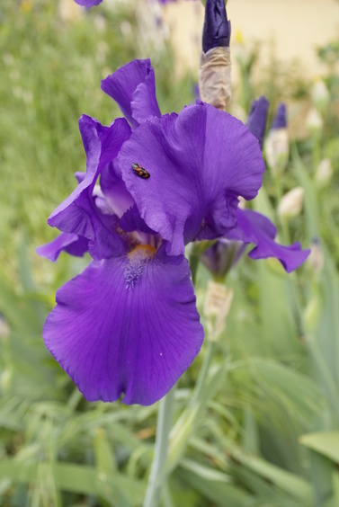 [20070504_144755_MacroIris.jpg]
Iris flower and visiting insect.