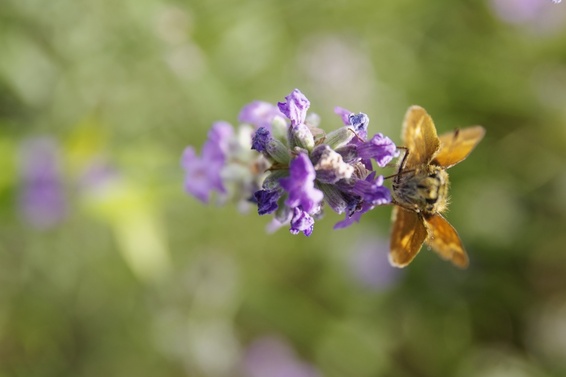 [20070624_114242_LavenderButterfly.jpg]
Same butterfly as above, still on lavender.