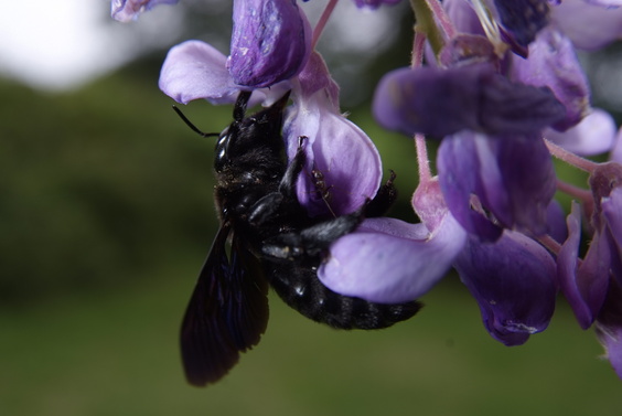 [20070624_161338_BlackBee.jpg]
Black furry bumblebee on wisteria flower.