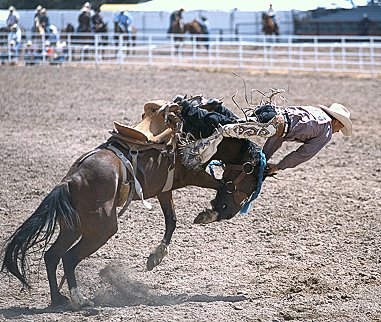 [RodeoGetOff.jpg]
Falling off a horse in one lesson.